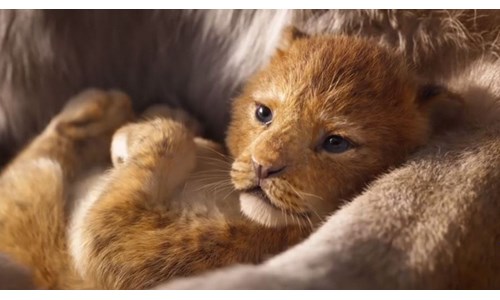 EN İYİLER 'ASLAN KRAL' İÇİN BİR ARADA